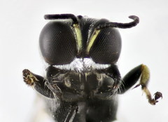 Crossocerus tarsatus