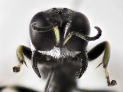 Crossocerus tarsatus