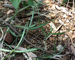 Securigera securidaca