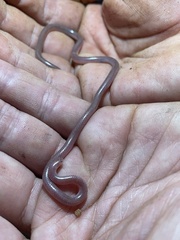 Myriopholis longicauda