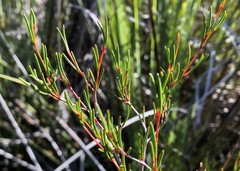 Boronia filifolia