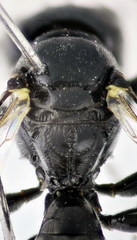 Crossocerus tarsatus