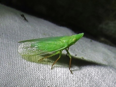 Rhynchomitra recurva