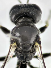 Crossocerus tarsatus