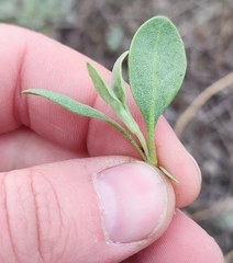 Atriplex pedunculata