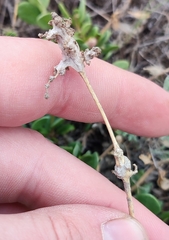 Atriplex pedunculata