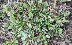 Atriplex pedunculata