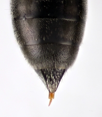 Crossocerus tarsatus
