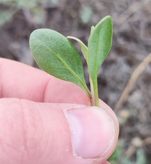 Atriplex pedunculata