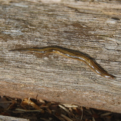 Luteostriata abundans