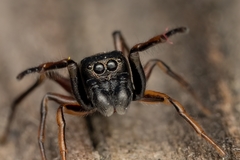 Leptorchestes berolinensis