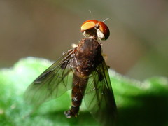 Chrysopilus quadratus
