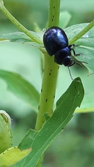 Chrysolina coerulans