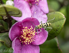Chlorophorus signaticollis