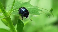 Chrysolina coerulans