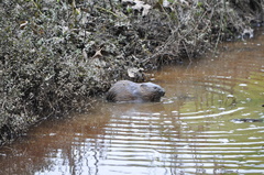 Ondatra zibethicus zibethicus