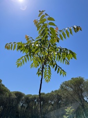 Ailanthus altissima