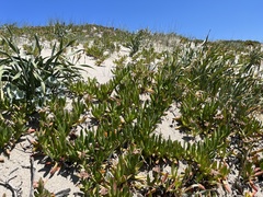 Carpobrotus acinaciformis
