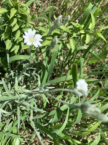 rožec plstnatý (Cerastium tomentosum)