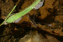 Aquarius conformis