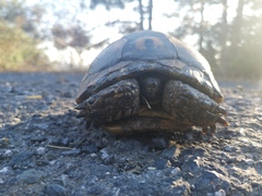 Testudo graeca ibera