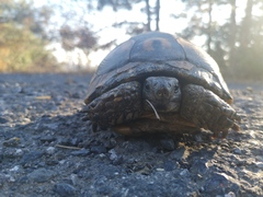 Testudo graeca ibera