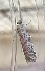 Ephestia elutella