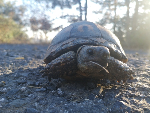 Greek Tortoise, Istanbul, TR, photo 10 of 10