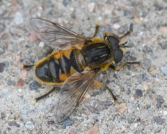 Helophilus lapponicus