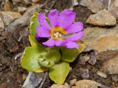 Primula cuneifolia
