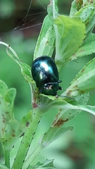 Chrysolina varians