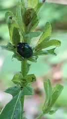 Chrysolina varians