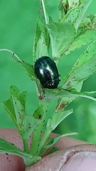 Chrysolina varians