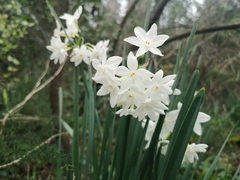 Narcisseae