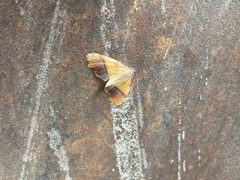 Plagodis phlogosaria