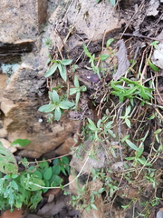 Crassula setulosa jenkinsii