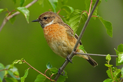 European Stonechat photo 4