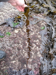 Laminaria sinclairii