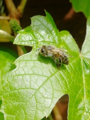 Apis mellifera