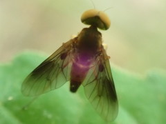 Chrysopilus quadratus