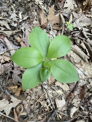 Isotria verticillata