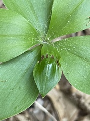 Isotria verticillata