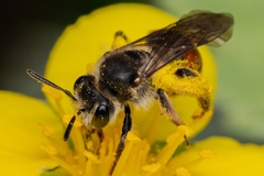 Andrena labiata
