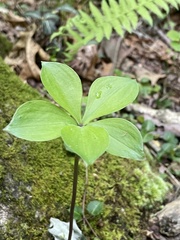 Isotria verticillata