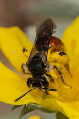Andrena labiata