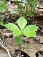 Isotria verticillata