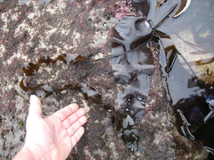 Laminaria sinclairii