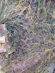 Indigofera adenoides