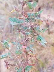 Indigofera adenoides