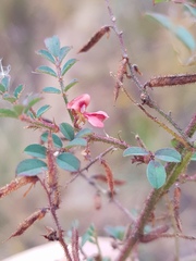 Indigofera adenoides